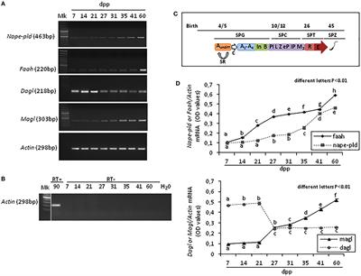 Analysis of Endocannabinoid System in Rat Testis During the First Spermatogenetic Wave